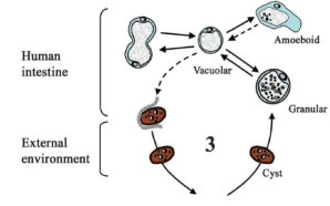 blastocystis-ciclo